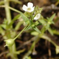 Mitrasacme prolifera R.Br.